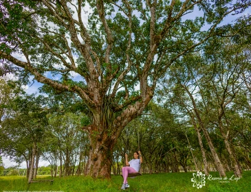 bosque